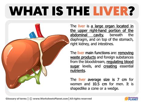  Liver Fluke: Een Parasiet Met een Verbazingwekkend Complex Levenscyclus!