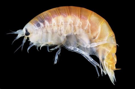  Amphipoda! De levendige schepsels die tussen de zandkorrels wonen en zich voortbewegen als miniatuur-tankjes.