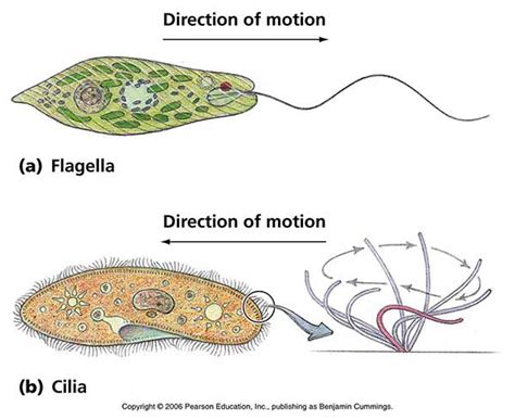  Frontonia: Een Kleine Meester van Ciliaire Locomotie en Subtiele Voeding!