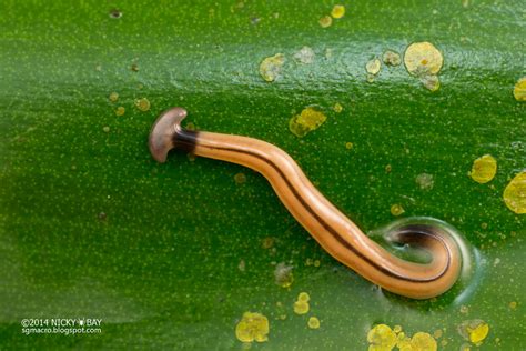  Geoplanidae: Een kleine worm met een groot karakter en een enorme honger!