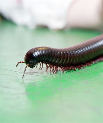  Giant African Millipede: Een Vegetarisch Monster Met Over 700 poten en een Zorgvuldige Smaak voor Verrotting!