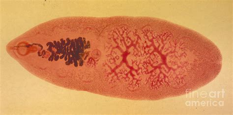  Giant Intestinal Fluke: Een Parasitair Meesterwerk met een Voorkeur voor Vieze Daken!