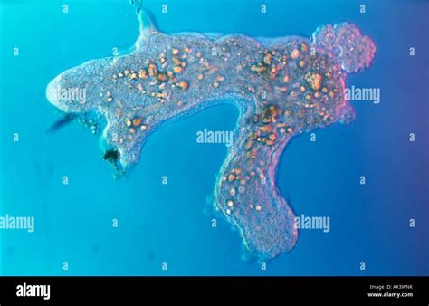  Godzilla Amoeba: Ontdek een Microscopische Reus met Een Onverzadigbare Honger!