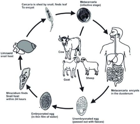  Liver Fluke: Een Parasiet Met een Verbazingwekkend Complex Levenscyclus!