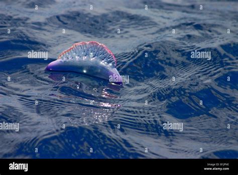  Portugese Man-of-War; Een Mysterieuze Wezens Drieftig Over De Oceaan, Geboren Uit Een Koloniale Samenwerking