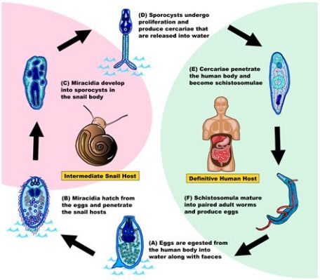  Schistosoma! Een bloedzuigende parasiet met een verbazingwekkende levenscyclus