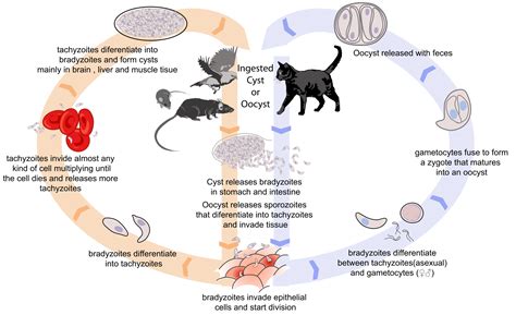  Toxoplasma! Een sluipend roofdier met een fascinerende levenscyclus