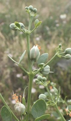  Zygophyllum! Een microscopische reus die je wereld beheerst