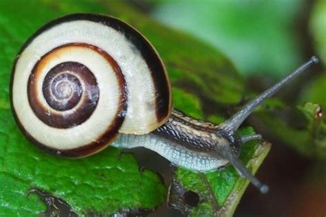  Arkenschneke! Ontdek Deze Landbewoonende Slak Met Een Interessante Doornenmanier