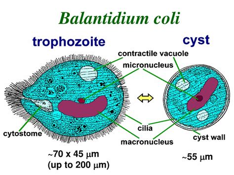 Balantidium! Een Microscopische Reus die zich Voedt met Bacteriën en Beweeg Door middel van trilhaartjes.