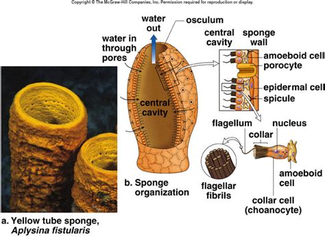  Donutspons! Een Myceliaare Sponge die zich Voedt met Microscopische Algen en Bacteriën