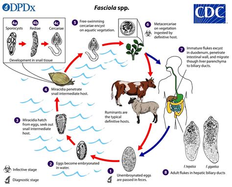 Fasciola hepatica: Een Kleine Wormpje Met Grote Gevolgen Voor De Gezondheid Van Schapen!