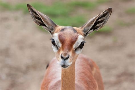  Gerenuk! Een elegant herbivoor met een nek die zelfs giraffen jaloers maakt