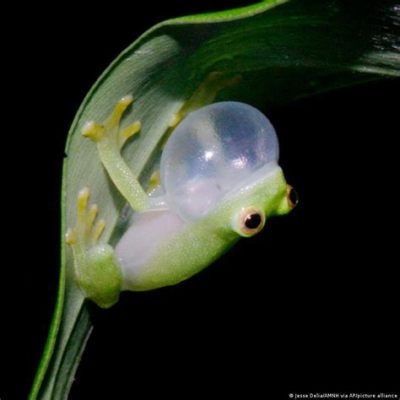  Glass Frog: Een doorzichtige kikker met een fascinerend buikje dat je niet zomaar voorbij kunt kijken!