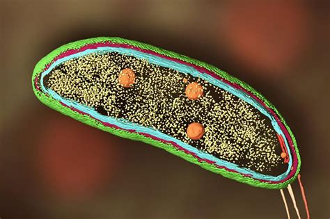  Heteronema: Een microscopische wonder met een voorliefde voor bacteriën!