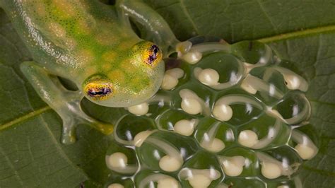  Indische Glasskikker: Een Amphibie die zich zowel op het Land als in het Water thuisvoelt!