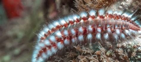  Isonephtys!  Een borstelworm met een voorliefde voor ondiep water en verborgen schelters