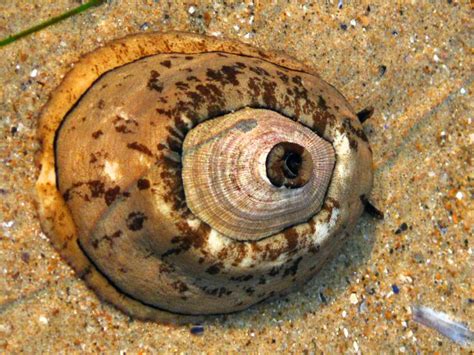  Keyhole Limpet: Een Wonderlijke Wezens Met Een Gebromde Huisvesting en Een Verrassende Voedingspatroon!