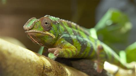  Microciona: Een kleurrijke kolonie die zich voortplant als een echte kameleon!