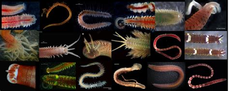  Qualia: Een polychaeet met een talent voor de architectuur!