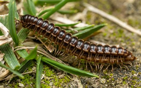  Tongloze-Millipede: Ontdek een Kleine Schat die zich met Deliciezere Bodemresten Voedt!