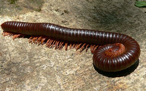  Triaenonychidae!  Het fascinerende verhaal van een duizendpoot met een mysterieus leven