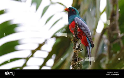  Trogon! Een Kleurrijke Vogel Met Een Fascinerende Vliegvorm En Een Luide Geluid.