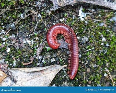  Undulatus Millipede! Een Slangachtige Kruiper met een Kwaliteit die Veel Insecten Afgunnen: De Kunst van het Vergiftigingsstelsel