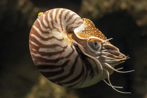  Urodelima, Een Levende Fossiel Met Een Schitterende Schelp!