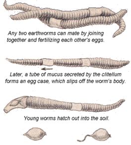 Veldworm! Een onopvallend maar fascinerend schepsel dat zich voortplant via epitokie en zich nestelt in de sedimenten van diepzee-ecosystemen!