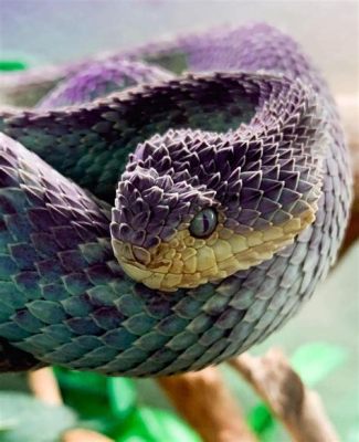  Vipers:  Ontdek de verborgen schoonheid van deze gladde, slinkse slang!